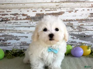 Maltese dogs Scotty - Ad 40