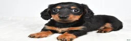 Miniature Dachshund dogs for sale: Dolly - Ad 5