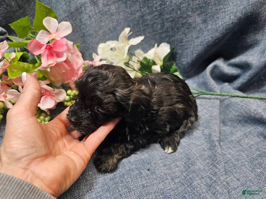 Havapoo dogs for sale: Jewel (Female) - Ad 1