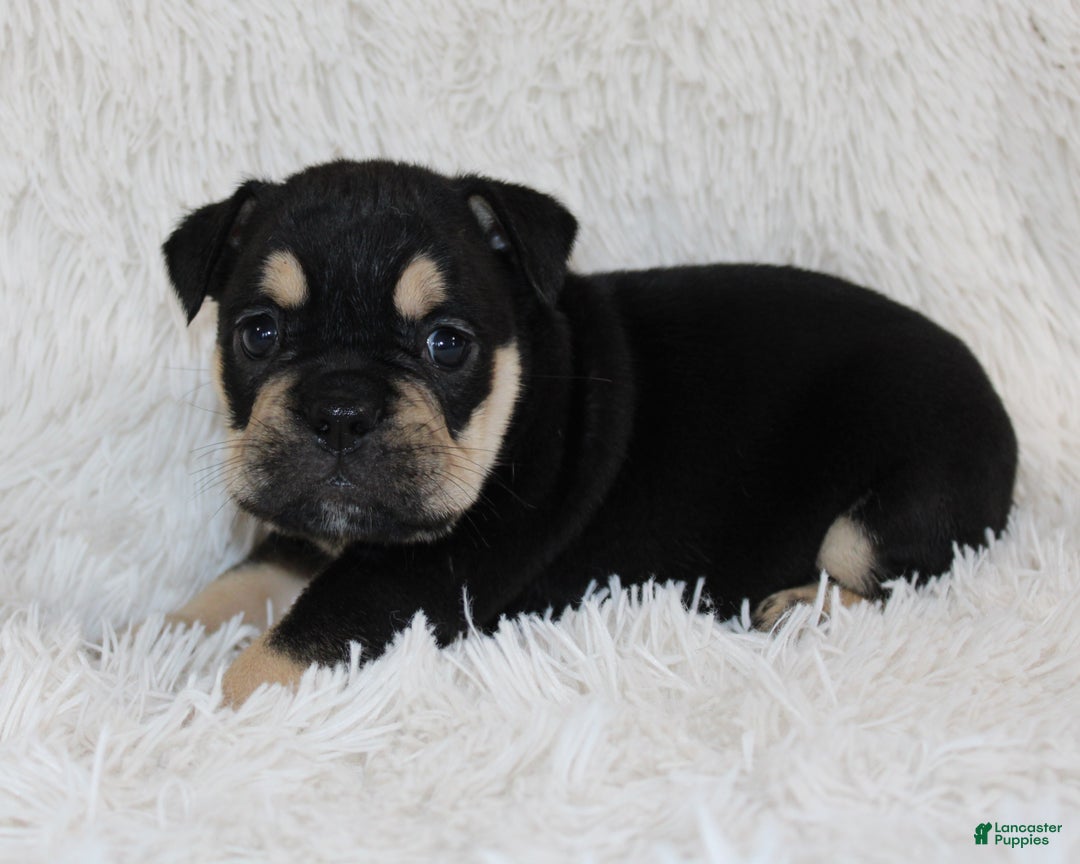 English Bulldog dogs for sale: Paris - Ad 9