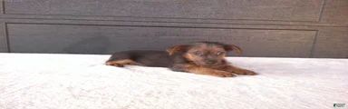 Tucker 