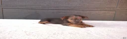 Yorkshire Terrier dogs for sale: Tucker  - Ad 1