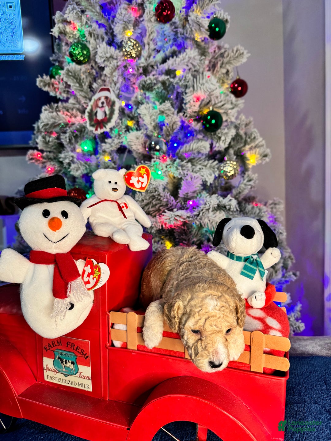 Toy Poodle dogs for sale: Nicholas - Ad 5