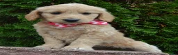 Mini Goldendoodle dogs for sale: Mini Gracie - Ad 18