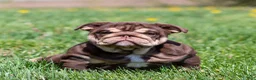 English Bulldog dogs for sale: Sable Manroe English Bulldog Puppy  - Ad 1