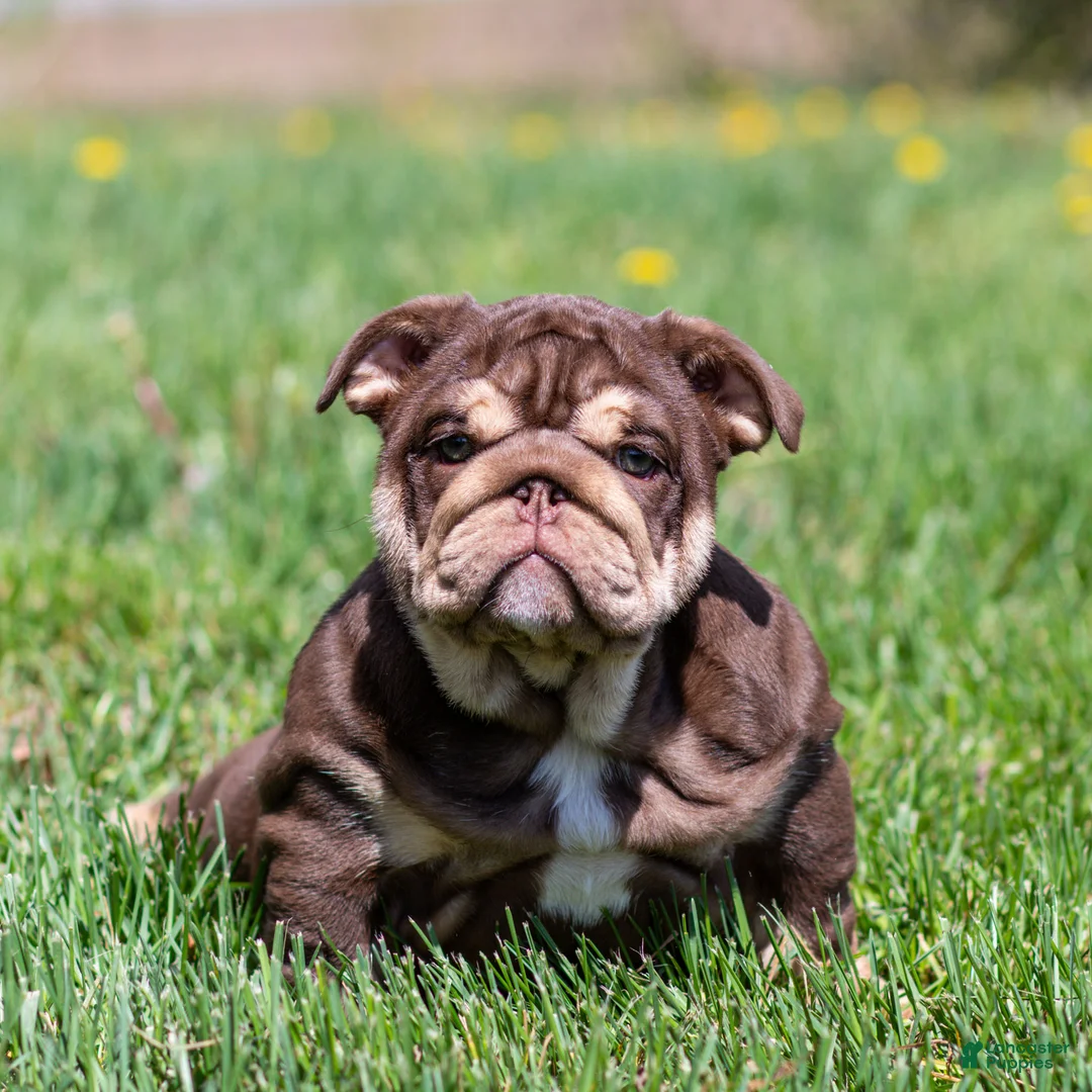 English Bulldog dogs for sale: Sable Manroe English Bulldog Puppy  - Ad 1