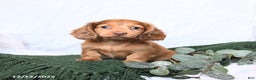 Miniature Dachshund dogs for sale: Tucker - Ad 1