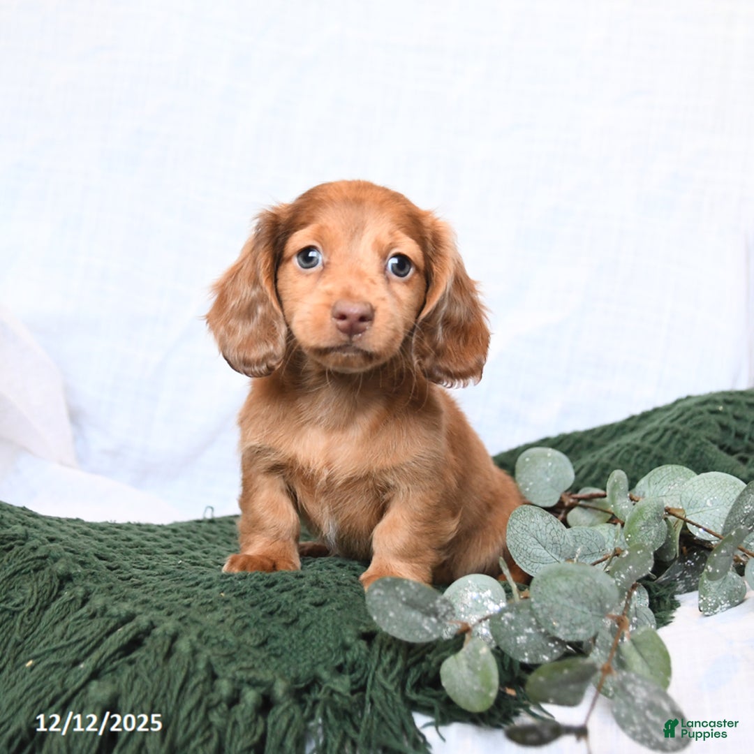 Miniature Dachshund dogs for sale: Tucker - Ad 1