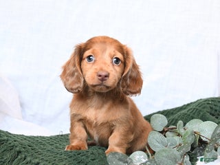 Miniature Dachshund dogs Tucker - Ad 33