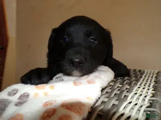 Border Collie dogs Border Collie Puppy 3 Laura - Ad 39