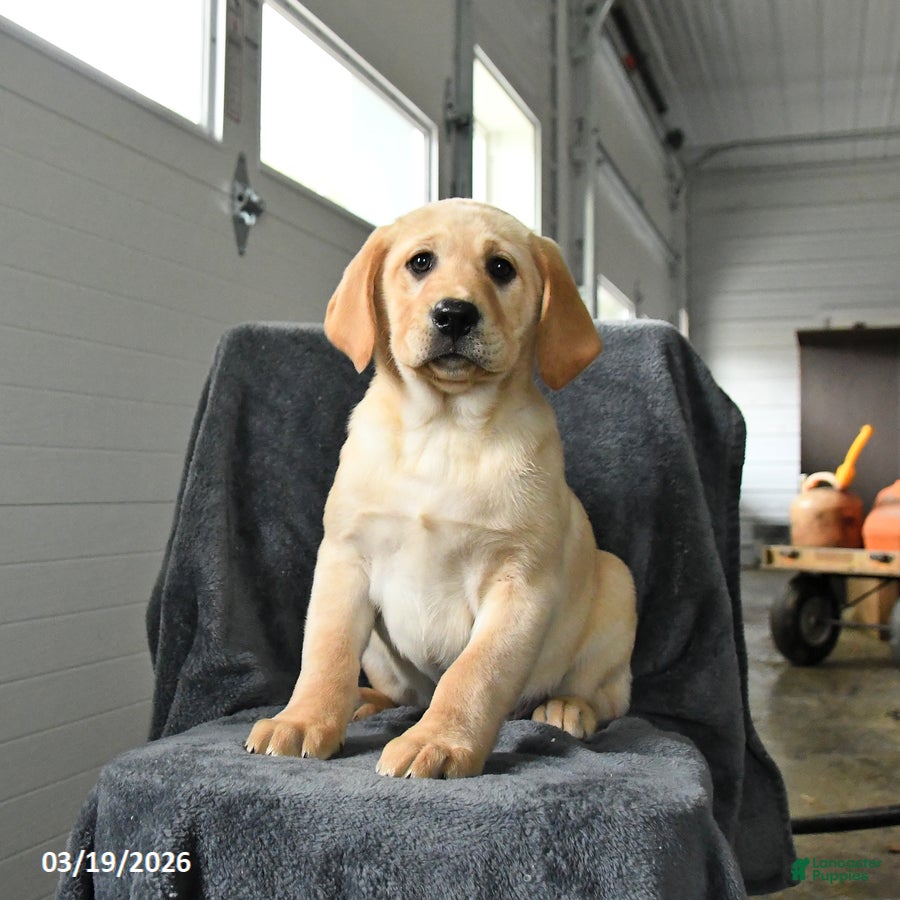 Labrador Retriever dogs Gabe - Ad 2