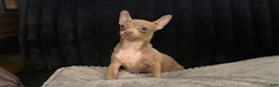 Chihuahua dogs for sale: Mr hazel  - Ad 8