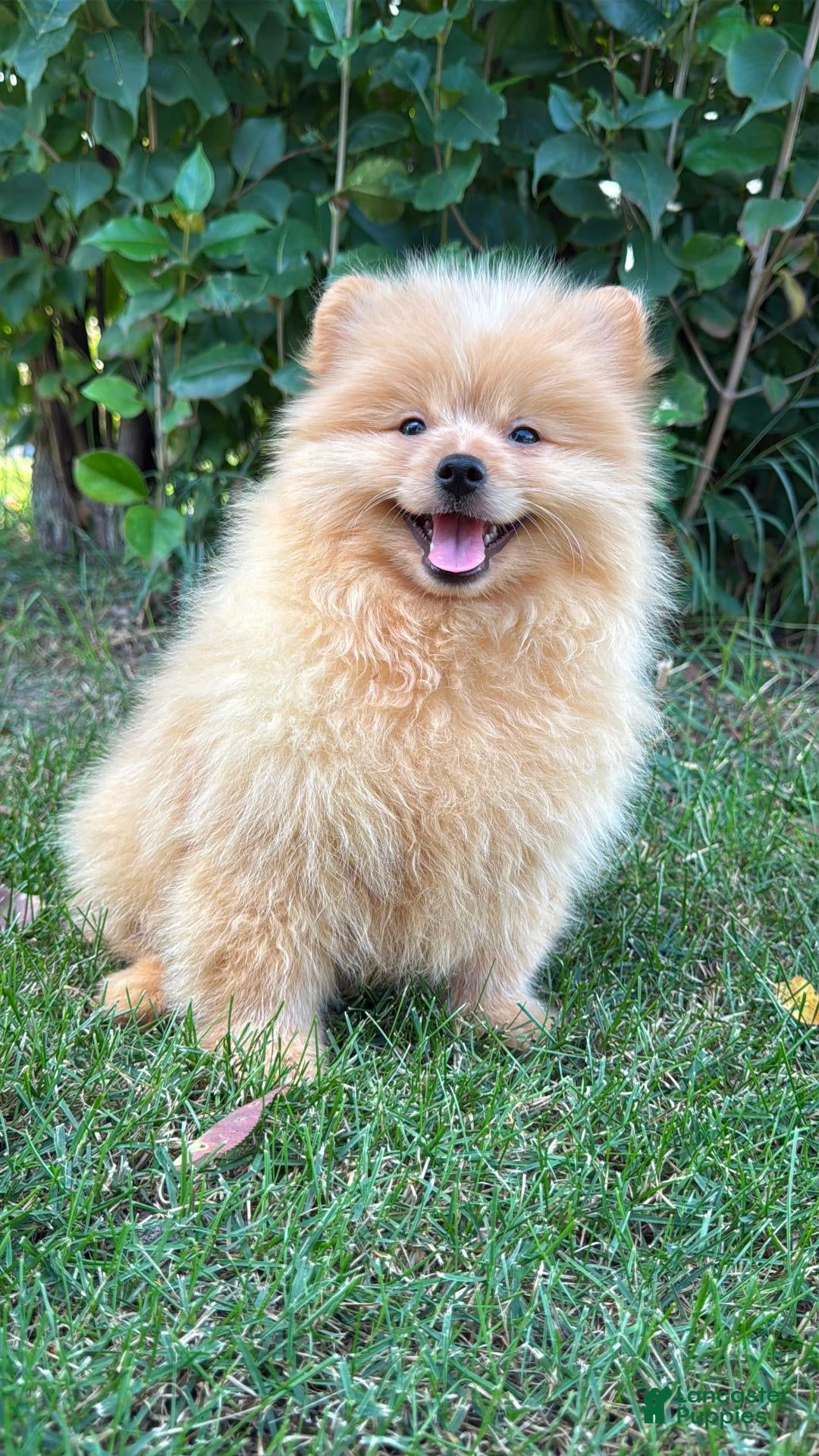 Mixed Breed dogs Charlie - Ad 2