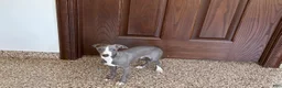 Italian Greyhound dogs for sale: Larry - Ad 7