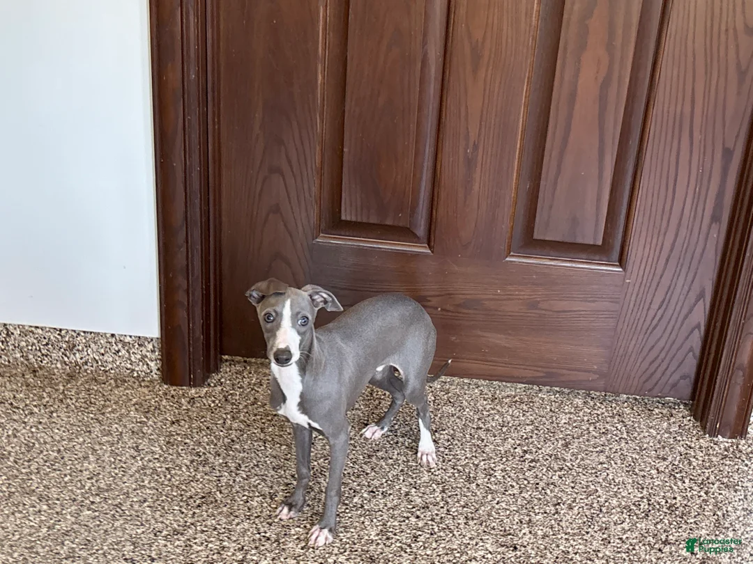 Italian Greyhound dogs for sale: Larry - Ad 7