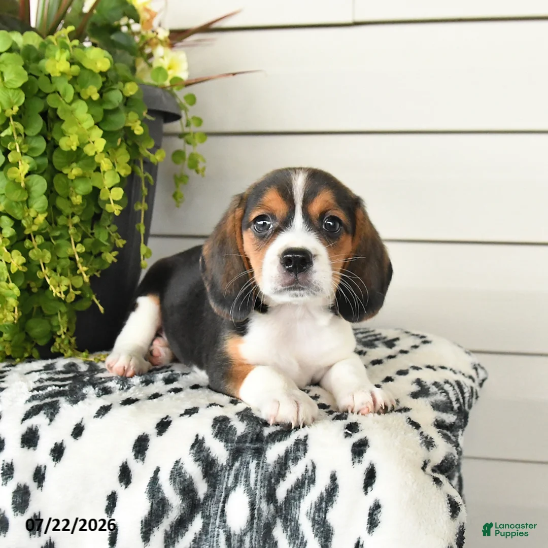 Beaglier dogs for sale: Moose - Ad 1
