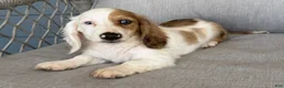 Miniature Dachshund dogs for sale: Marble - Ad 3