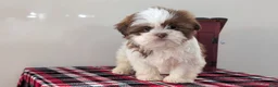 Shih Tzu dogs for sale: Cooper - Ad 5