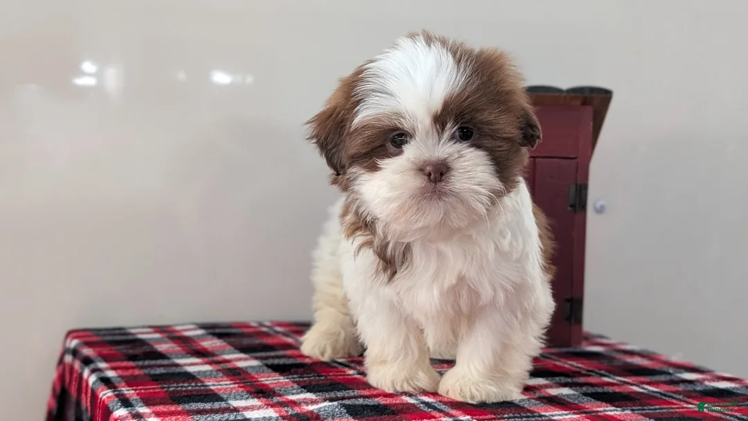 Shih Tzu dogs for sale: Cooper - Ad 5