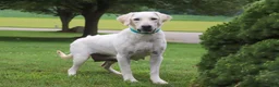 Labrador Retriever dogs for sale: Sally - Ad 6