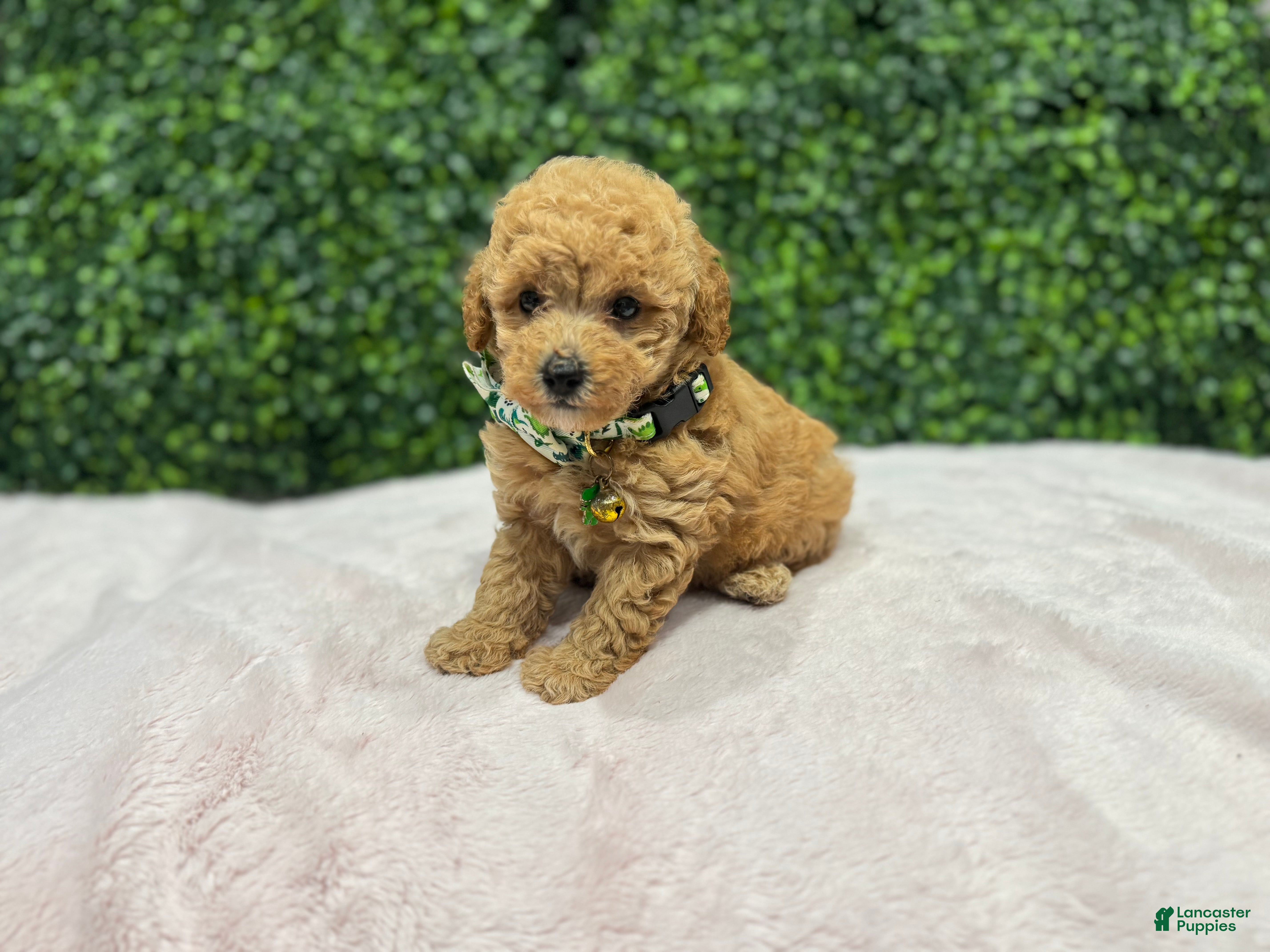 Toy Poodle dogs Max - Ad 27