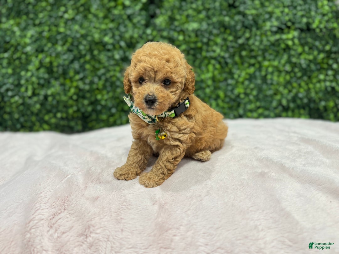 Toy Poodle dogs for sale: Max - Ad 1