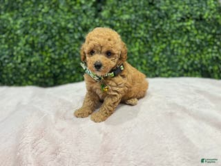 Toy Poodle dogs Max - Ad 26