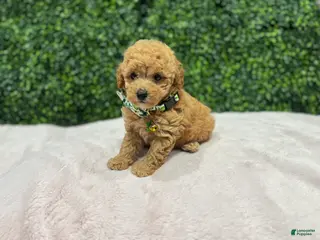Toy Poodle dogs Max - Ad 35