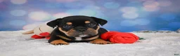 English Bulldog dogs for sale: Addi - Ad 4