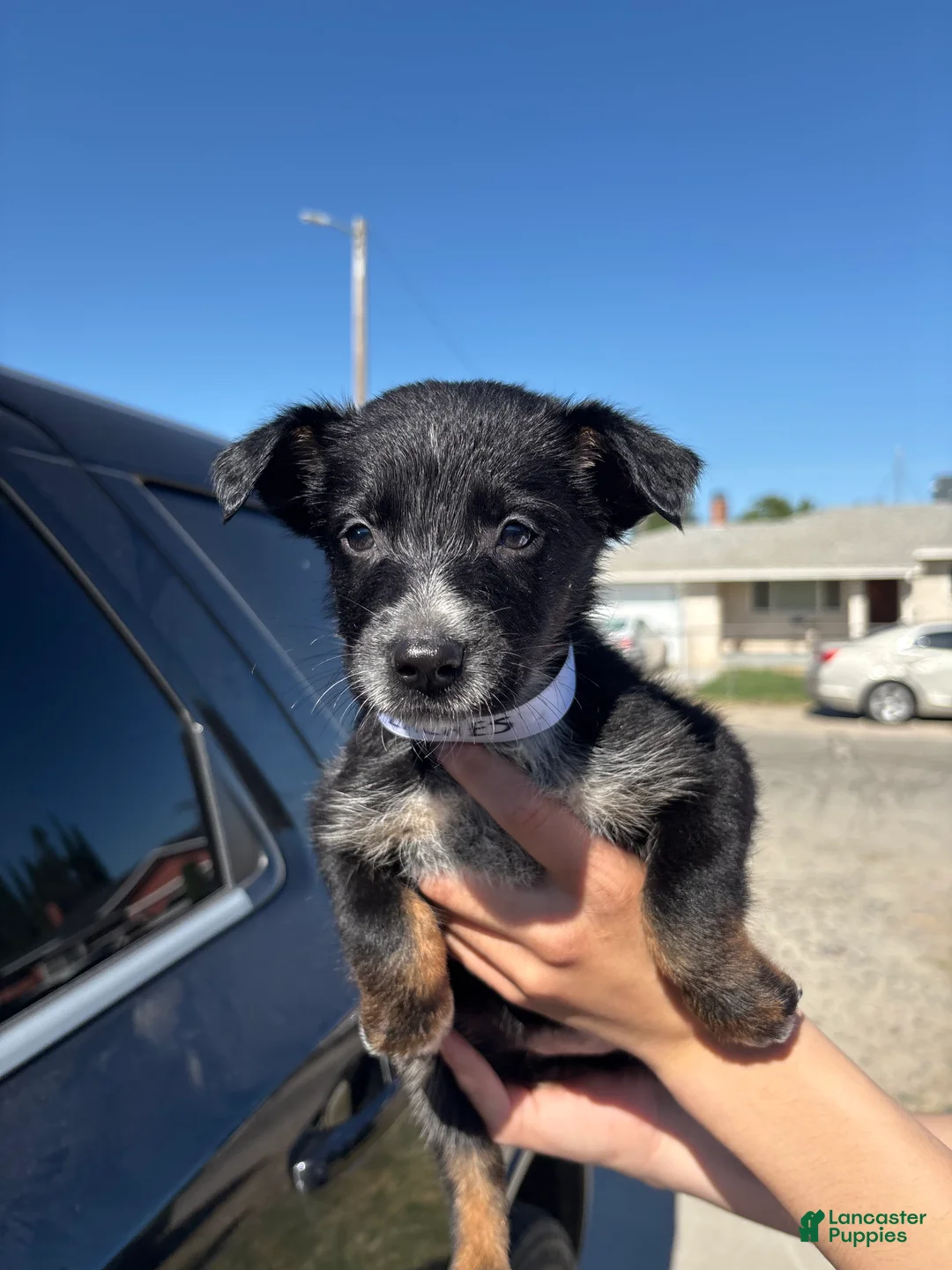 Mixed Breed dogs for sale: Peaches - Ad 1
