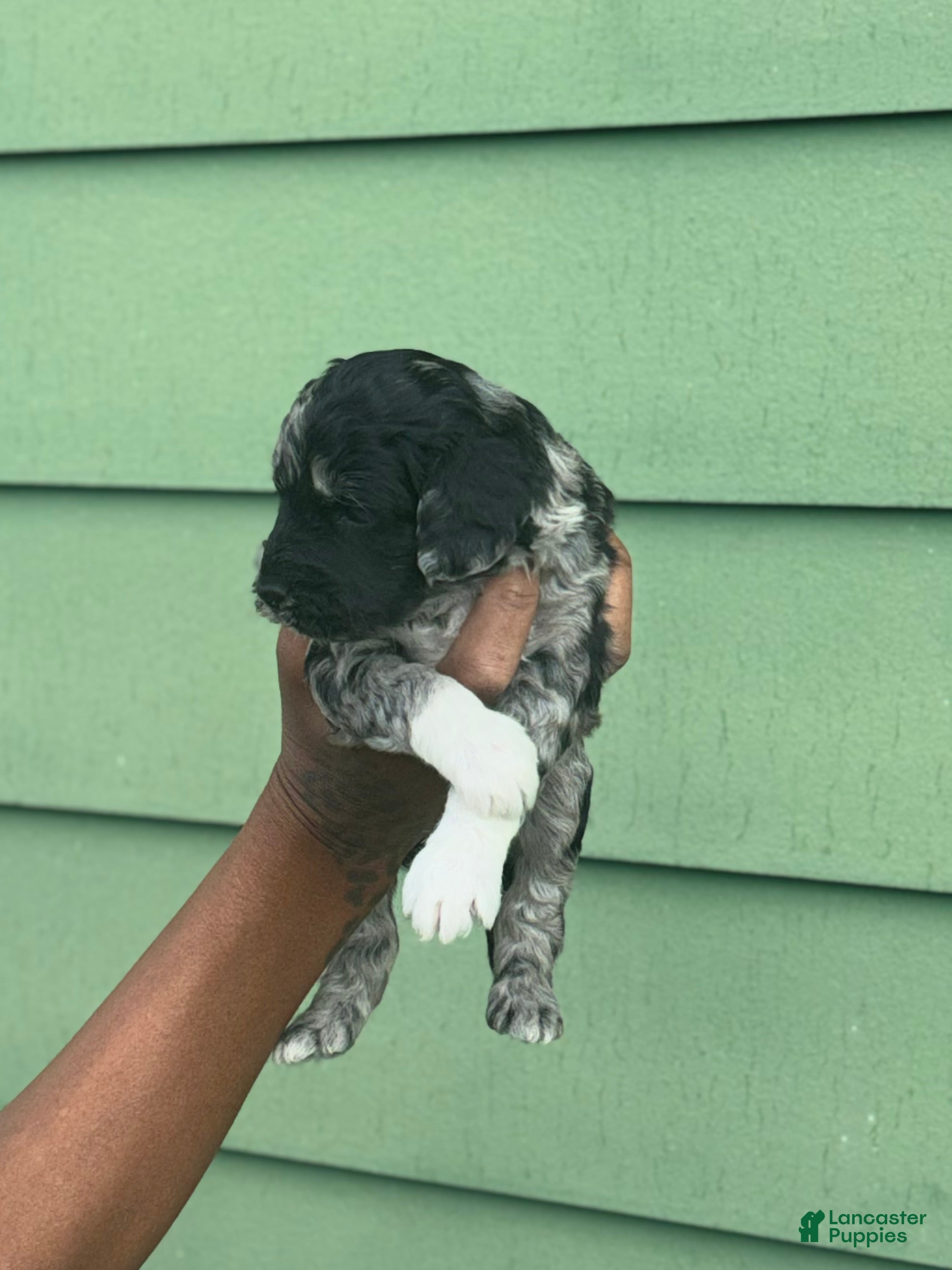 Goldendoodle dogs Luna  - Ad 2