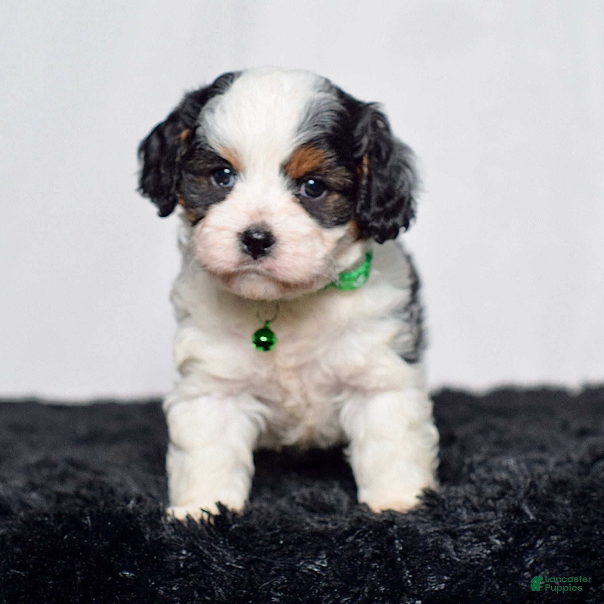 Cavapoo dogs Mr. Dallas - Ad 2
