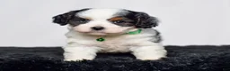 Cavapoo dogs for sale: Mr. Dallas - Ad 2