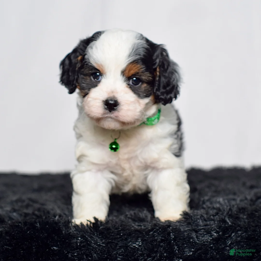 Cavapoo dogs for sale: Mr. Dallas - Ad 2