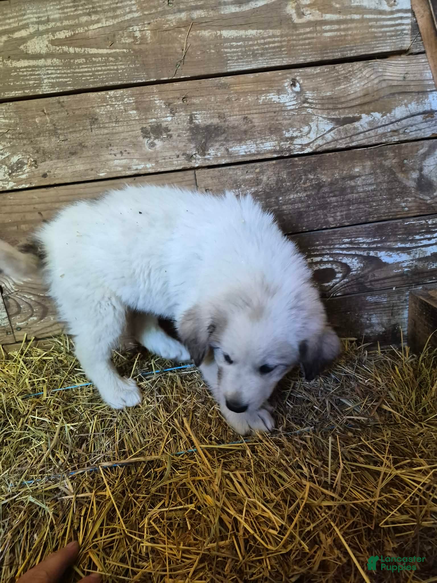 Great Pyrenees dogs Great Pyrenees 9 - Ad 28