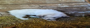 Great Pyrenees 9