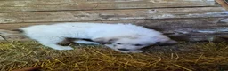 Great Pyrenees dogs for sale: Great Pyrenees 9 - Ad 1