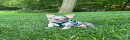 French Bulldog dogs for sale:  Lain - Ad 1