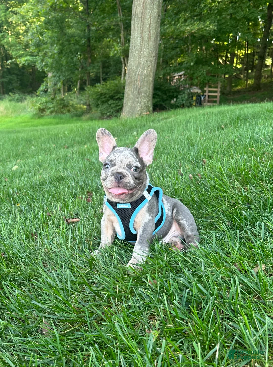 French Bulldog dogs for sale:  Lain - Ad 1