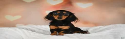 Miniature Dachshund dogs for sale: Romeo - Ad 11