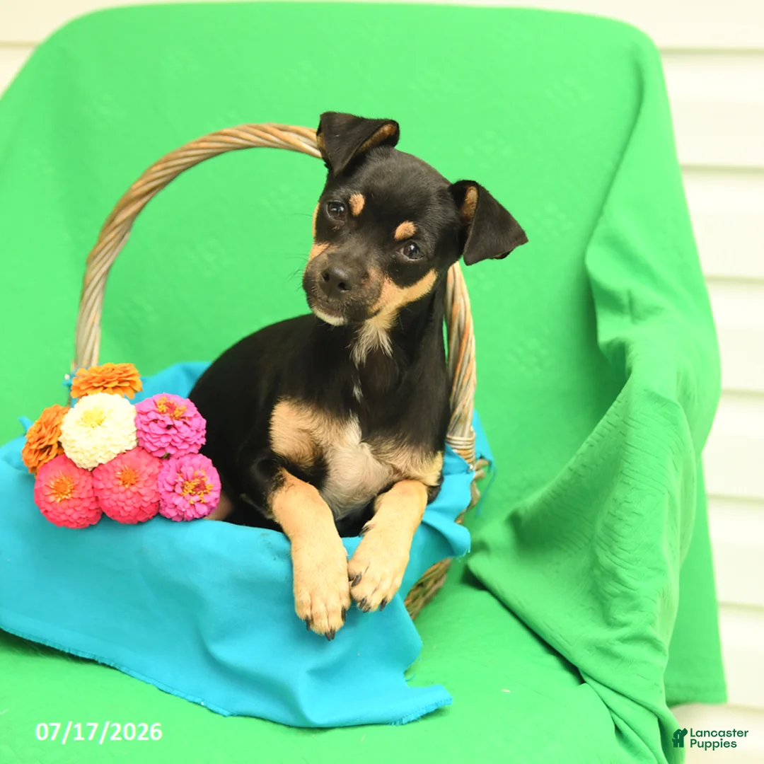 Mixed Breed dogs for sale: Bandit - Ad 2