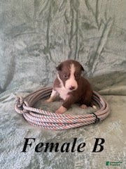 Border Collie dogs Female B - Ad 11