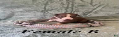Female B
