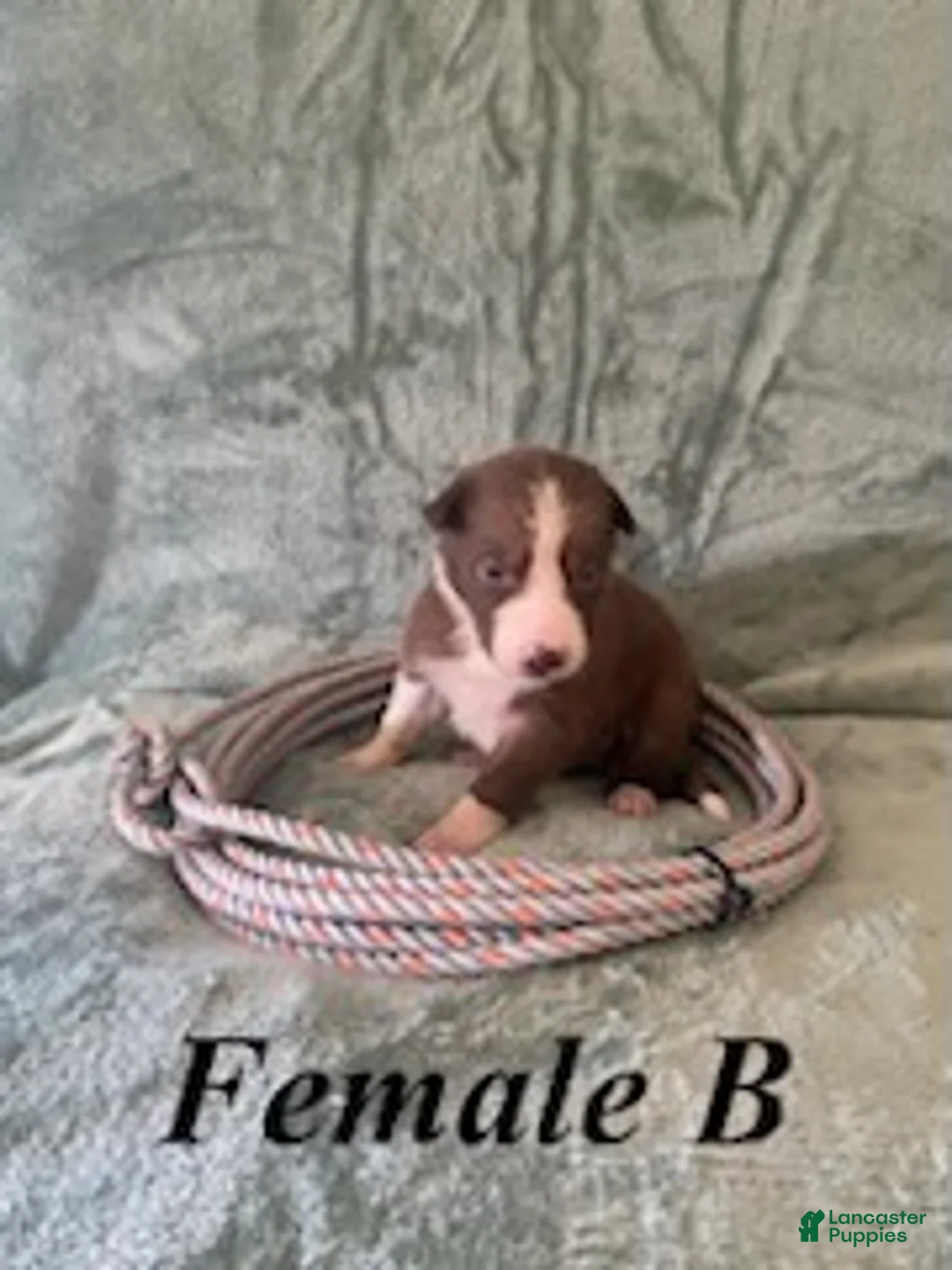 Border Collie dogs for sale: Female B - Ad 1