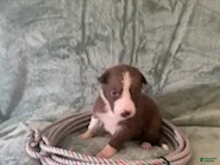 Border Collie dogs Female B - Ad 7
