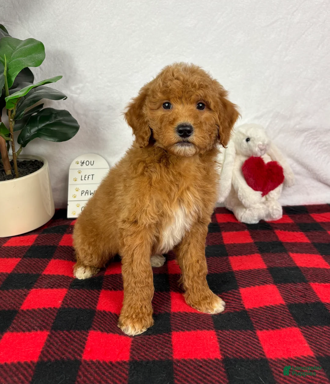 Mini Goldendoodle dogs for sale: Gracie - Ad 2