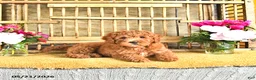 Cavapoo dogs for sale: Dixon - Ad 4