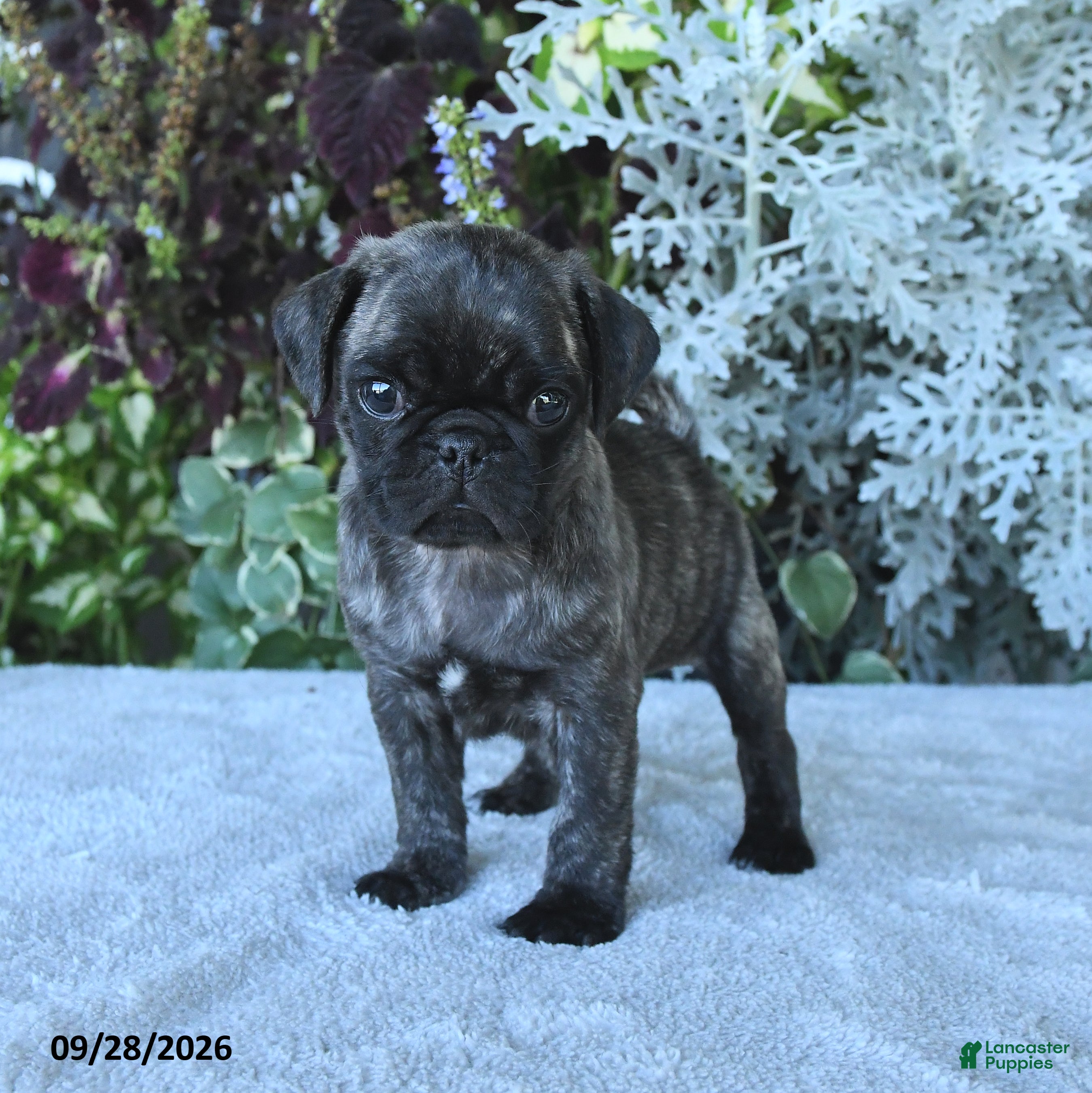 Pug dogs for sale: Galaxy - Ad 1