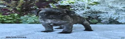 Pug dogs for sale: Galaxy - Ad 1