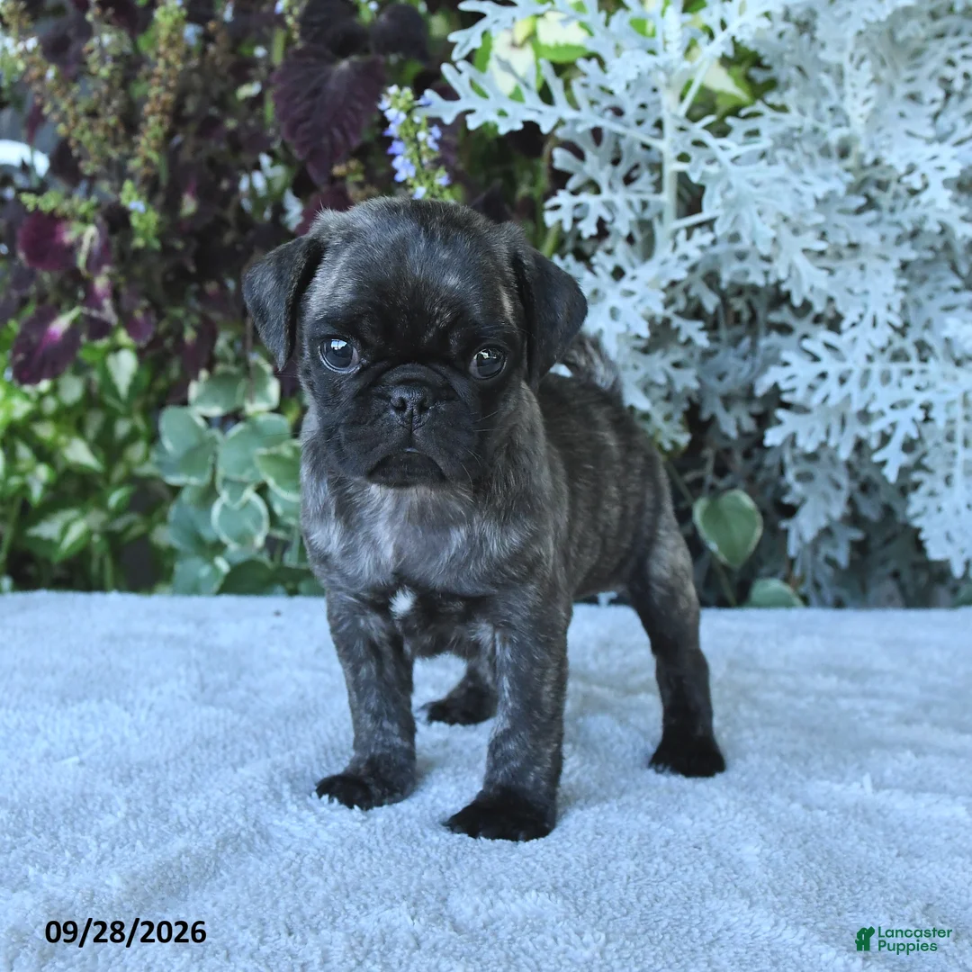 Pug dogs for sale: Galaxy - Ad 1